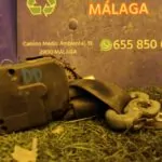 CINTURON SEGURIDAD DELANTERO DERECHO 94980