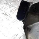 CAJA MARIPOSA 92383