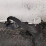 CINTURON SEGURIDAD TRASERO IZQUIERDO 111511
