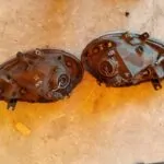 PARAGOLPES DELANTERO 115005
