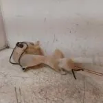 DEPOSITO LIMPIA 117261
