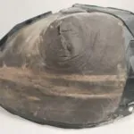 PASO RUEDA TRASERO IZQUIERDO 125687
